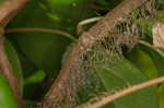 Climbing hydrangea